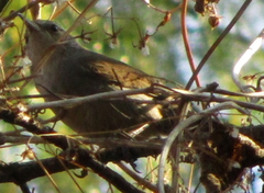 Thryomanes bewickii