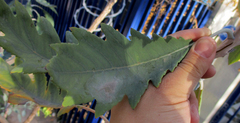 Bocconia arborea