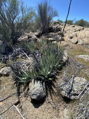 Agave deserti