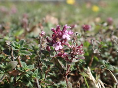 Thymus pulegioides