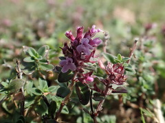 Thymus pulegioides