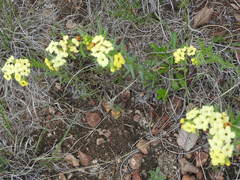Lithospermum cobrense