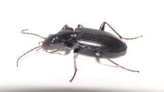 Agonum placidum