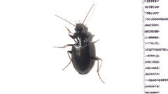 Agonum placidum