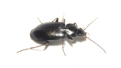 Agonum placidum