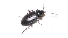 Agonum placidum