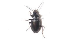 Agonum placidum