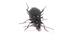 Agonum placidum