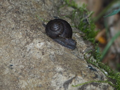 Helminthoglypta nickliniana