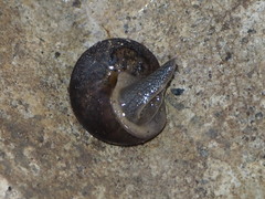 Helminthoglypta nickliniana