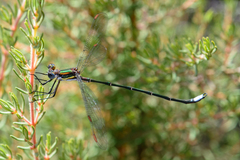 Chlorolestes conspicuus