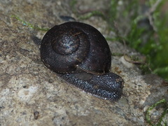 Helminthoglypta nickliniana