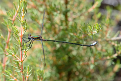 Chlorolestes conspicuus