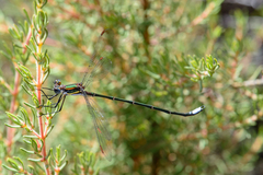 Chlorolestes conspicuus