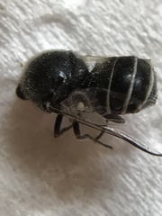 Ocnaea
