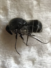 Ocnaea