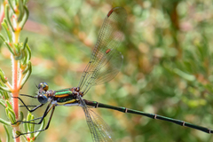 Chlorolestes conspicuus