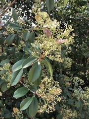 Photinia × fraseri