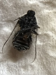 Ocnaea