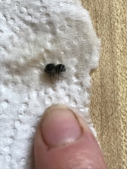 Ocnaea