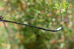 Chlorolestes conspicuus