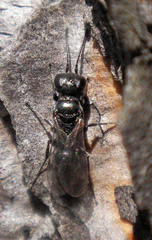 Miscophini
