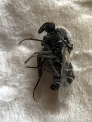 Ocnaea