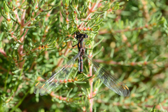 Chlorolestes conspicuus