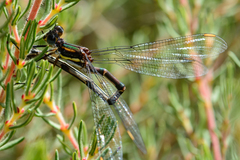Chlorolestes conspicuus