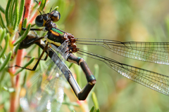Chlorolestes conspicuus