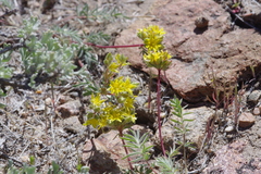 Ivesia webberi