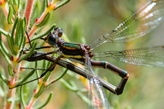 Chlorolestes conspicuus