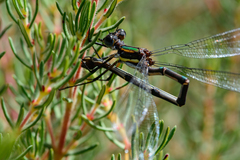 Chlorolestes conspicuus