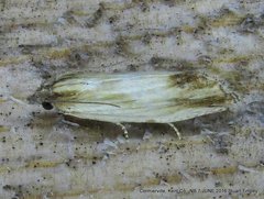 Eucosma radiatana