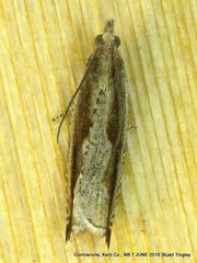 Ancylis goodelliana
