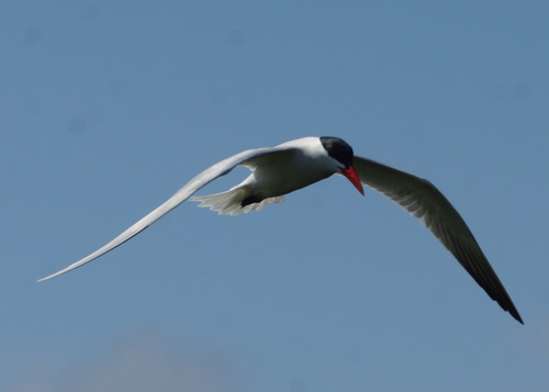 Pagaza piquirroja (Hydroprogne caspia)