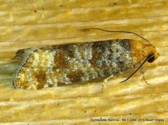 Retinia pallipennis