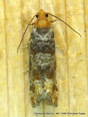 Retinia pallipennis