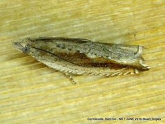 Ancylis goodelliana