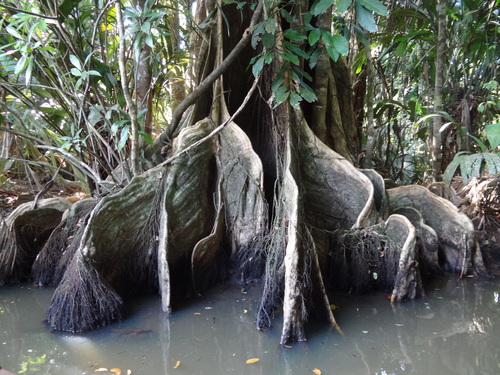 Pterocarpus officinalis - Whole tree