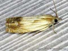 Eucosma radiatana