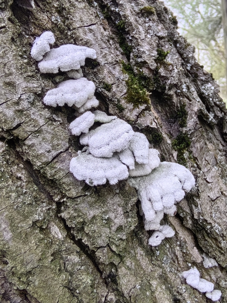 Schizophyllum commune · May 2026 · photo: © subeditor (iNaturalist, cc-by)