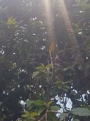 Sicalis flaveola