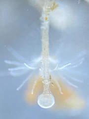 Campanulariidae