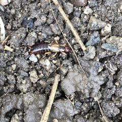 Forficula auricularia