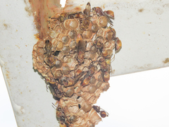 Ropalidia aethiopica