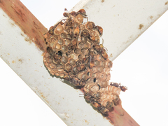 Ropalidia aethiopica