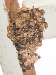 Ropalidia aethiopica