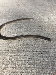 Tropidoclonion lineatum