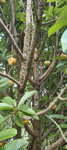 elephant apple